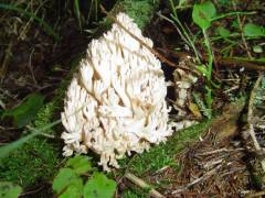 Ramaria pallida