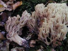 Ramaria sanguinea