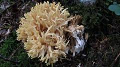 Ramaria schildii