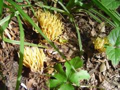 Ramaria stricta