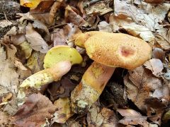 Rheubarbariboletus armeniacus