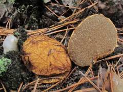 Rhizopogon luteolus