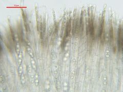 Rhodoscypha ovilla