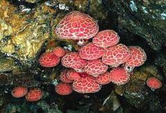 Rhodotus palmatus