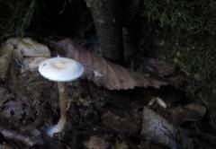 Ripartites tricholoma