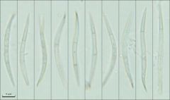 Rosenscheldia abundans