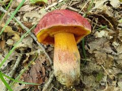 Rubroboletus dupainii