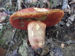 Rubroboletus dupainii