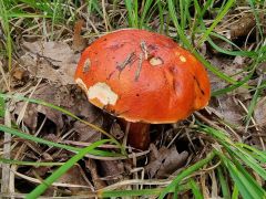 Rubroboletus dupainii