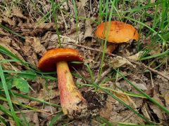 Rubroboletus dupainii