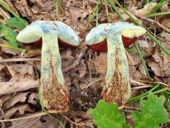 Rubroboletus dupainii