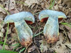 Rubroboletus dupainii