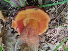 Rubroboletus dupainii