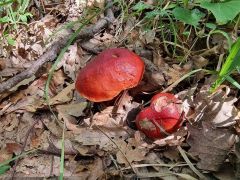 Rubroboletus dupainii