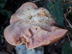 Rubroboletus lupinus