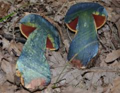 Rubroboletus lupinus