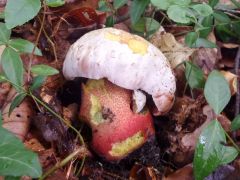 Rubroboletus rhodoxanthus