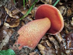 Rubroboletus rhodoxanthus