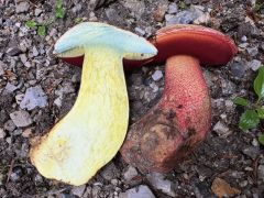 Rubroboletus rhodoxanthus