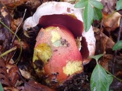 Rubroboletus rhodoxanthus