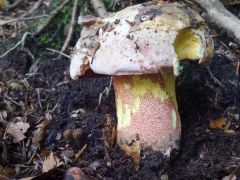 Rubroboletus rhodoxanthus