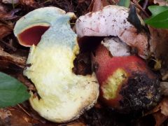 Rubroboletus rhodoxanthus