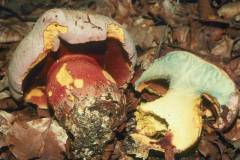 Rubroboletus rhodoxanthus