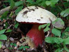 Rubroboletus satanas