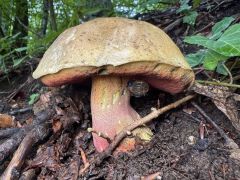 Rubroboletus satanas