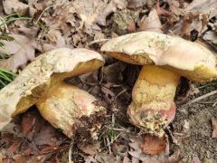 Rubroboletus satanas