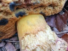 Rubroboletus satanas