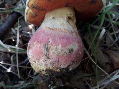 Rubroboletus satanas