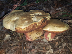 Rubroboletus satanas