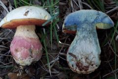 Rubroboletus satanas