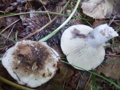 Russula adusta