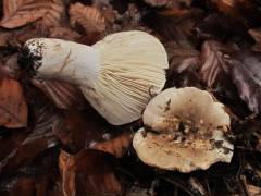 Russula adusta