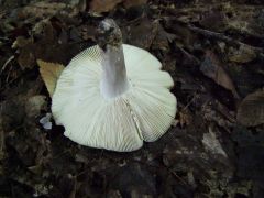 Russula aeruginea