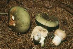 Russula aeruginea