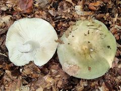 Russula aeruginea