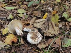 Russula albonigra