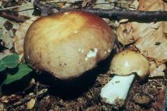 Russula alutacea