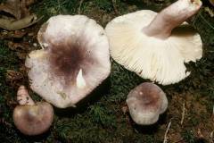 Russula amoena