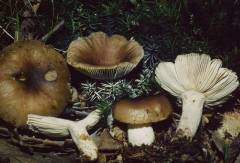 Russula amoenolens