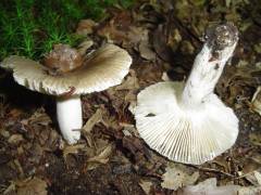 Russula amoenolens