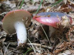 Russula atropurpurea