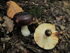 Russula atropurpurea