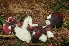 Russula atrorubens