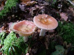 Russula betularum