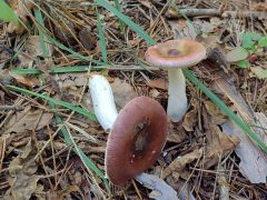 Russula caerulea