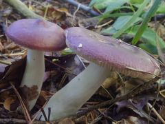 Russula caerulea